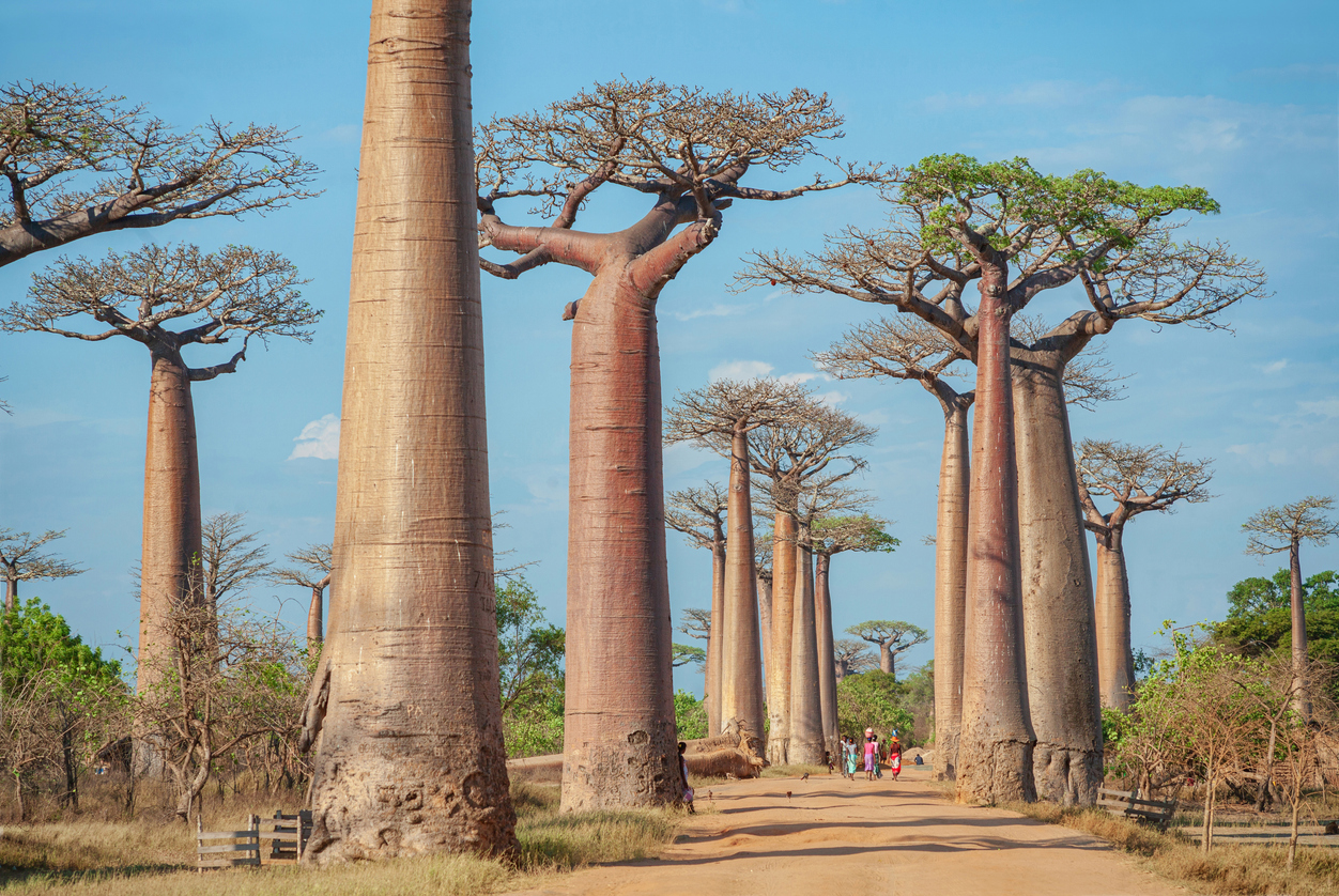 Morondava, là où les baobabs touchent le ciel