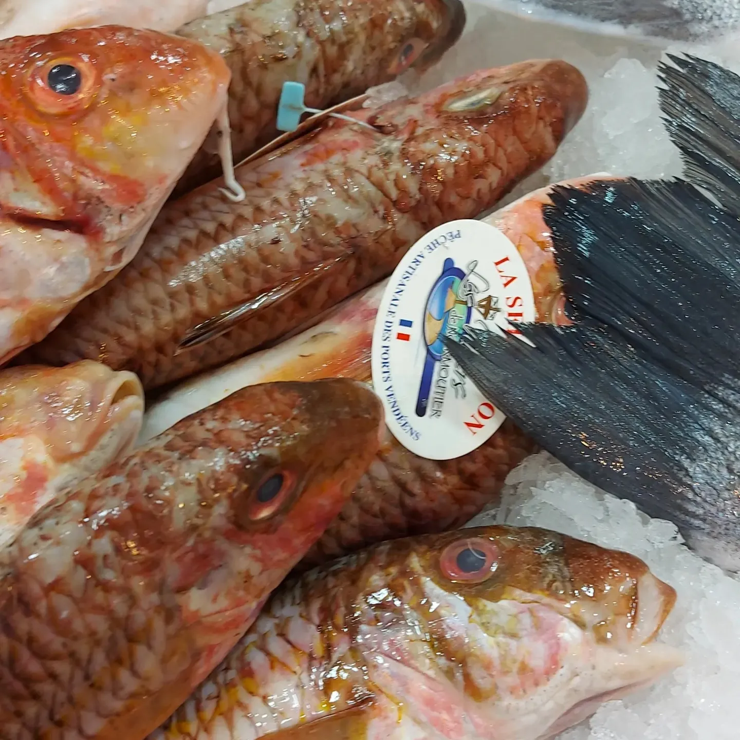 Réalisation de Chef David